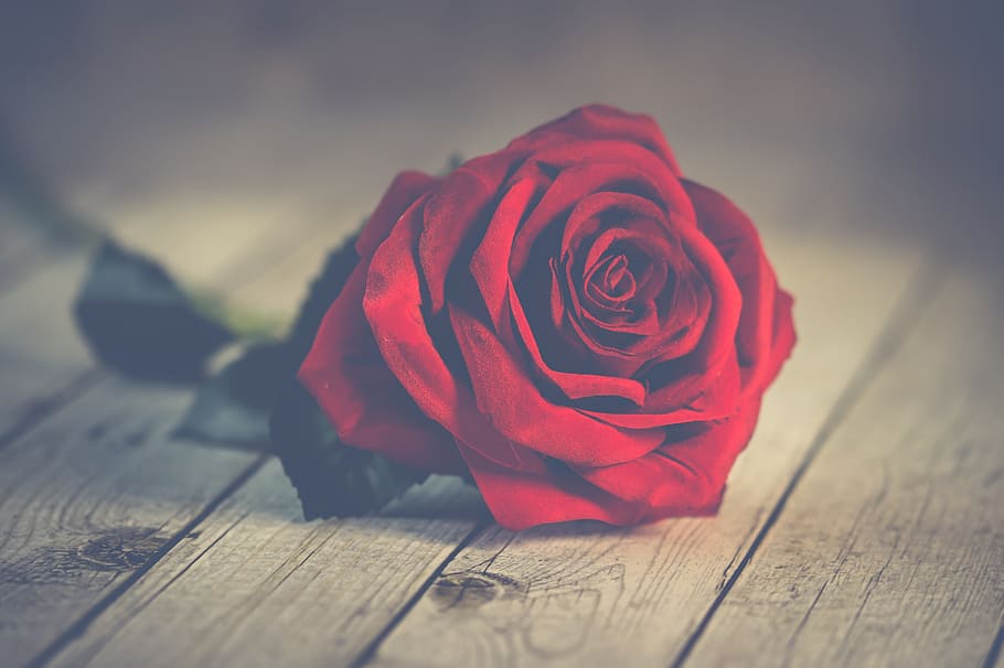red rose on wood planks, nature, roses, romantic, nice, love, HD wallpaper