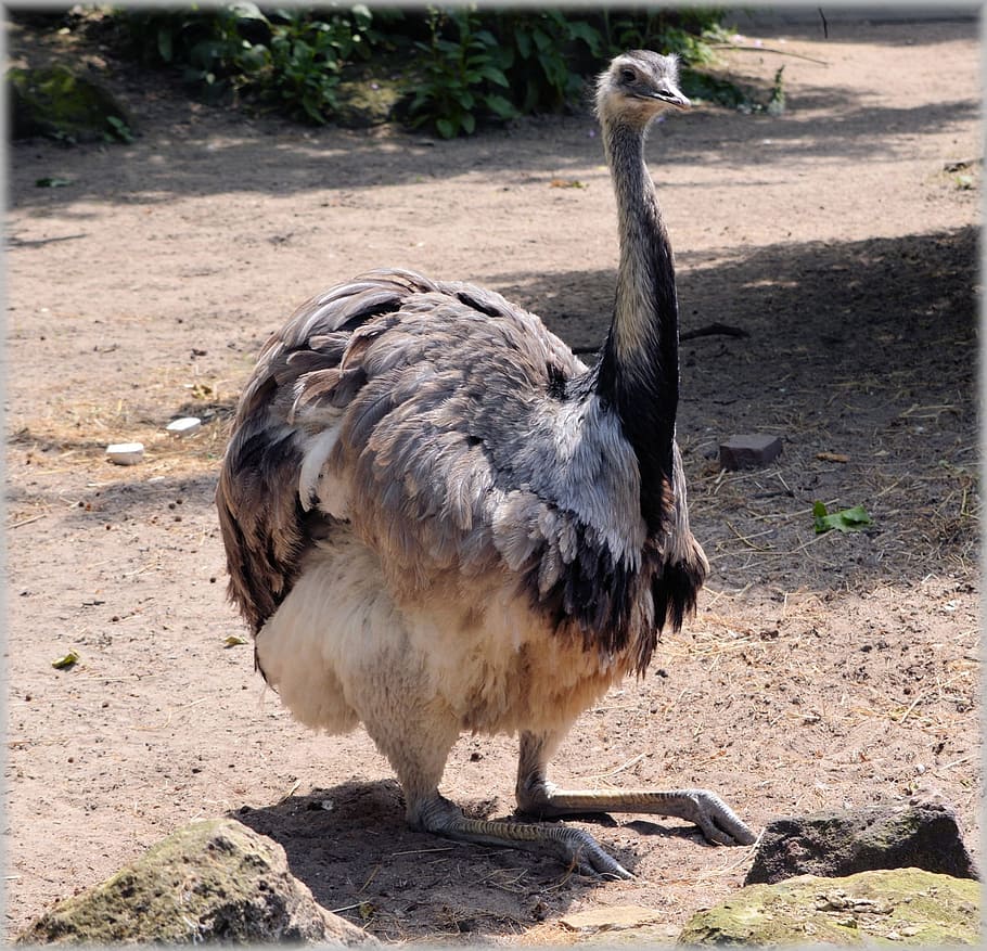 ostrich, birds, largest, flightless, african, struthio camelus HD wallpaper