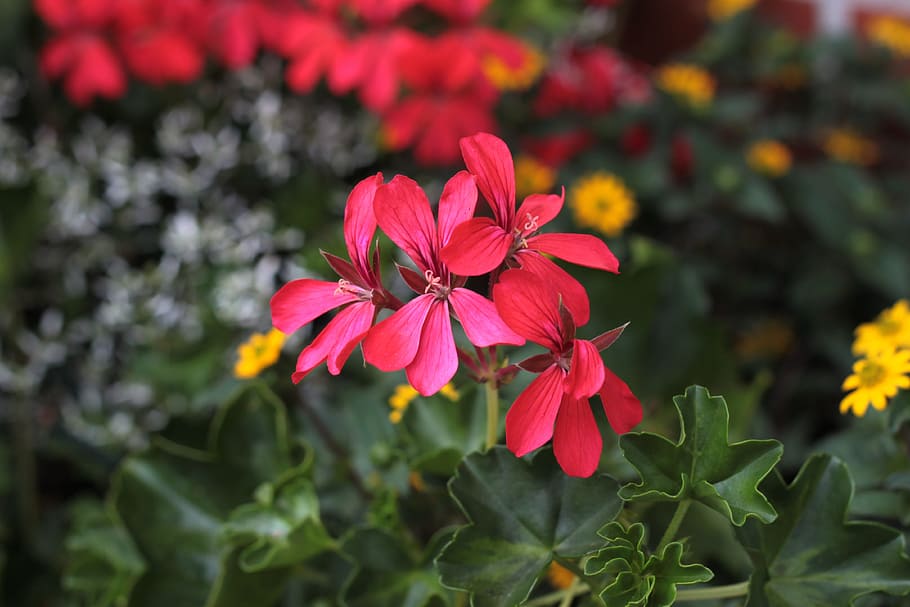 flower, red, blossom, bloom, flowering plant, beauty in nature HD wallpaper