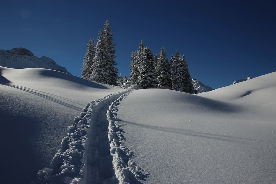 hill covered with snow, vehicle wheel snow print towards pine trees at daytime HD wallpaper