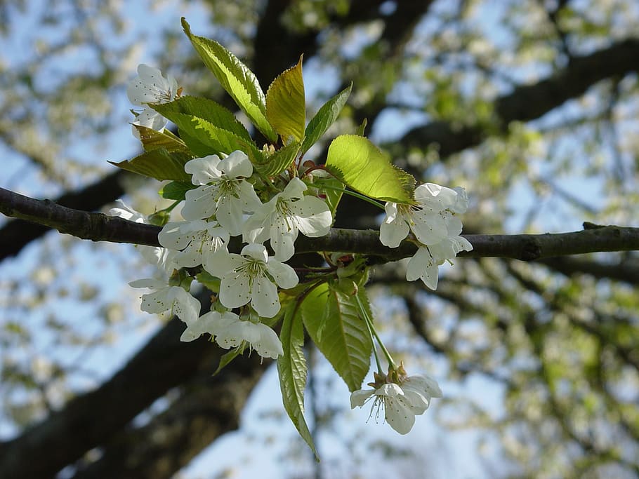 Cherry Blossom, Spring, Flowering Trees, bloom, garden, white blossom HD wallpaper