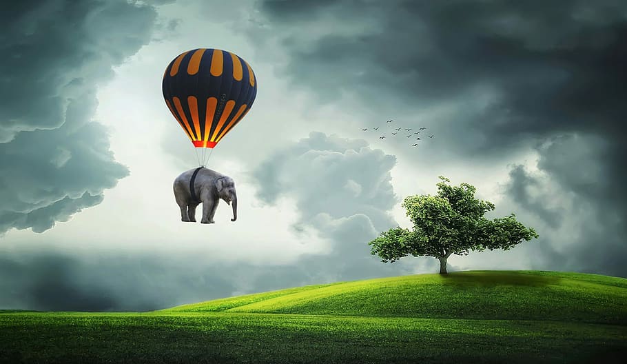 orange and black hot air balloon with gray elephant near green trees during daytime, HD wallpaper