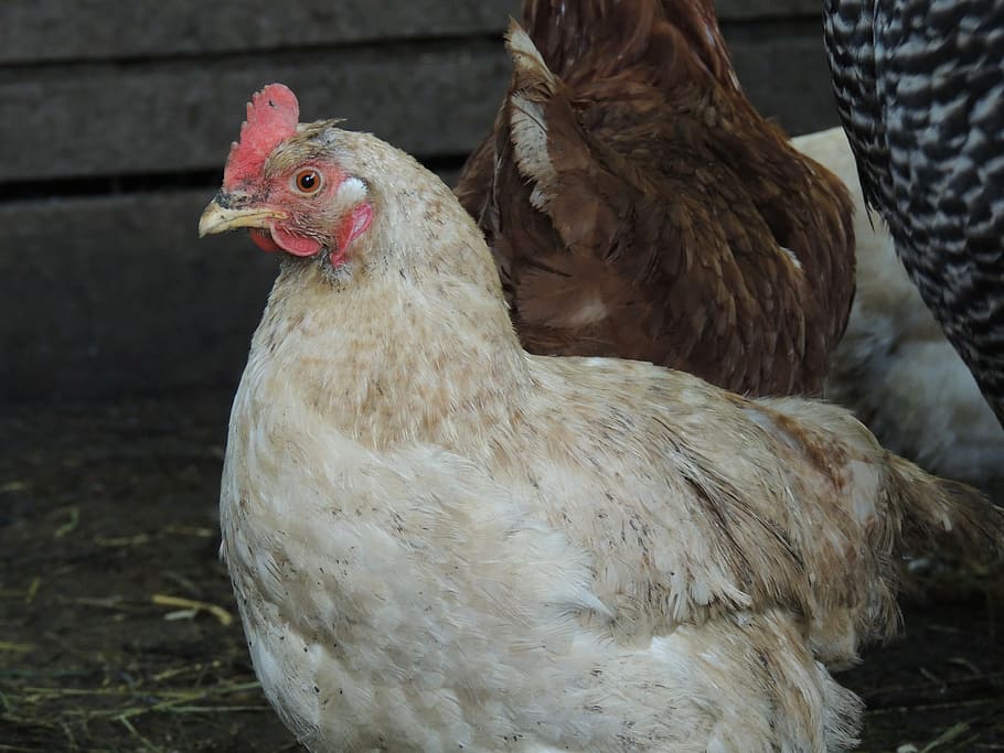 hen, pet, poultry, feather, beak, farm, bird, animal themes HD wallpaper