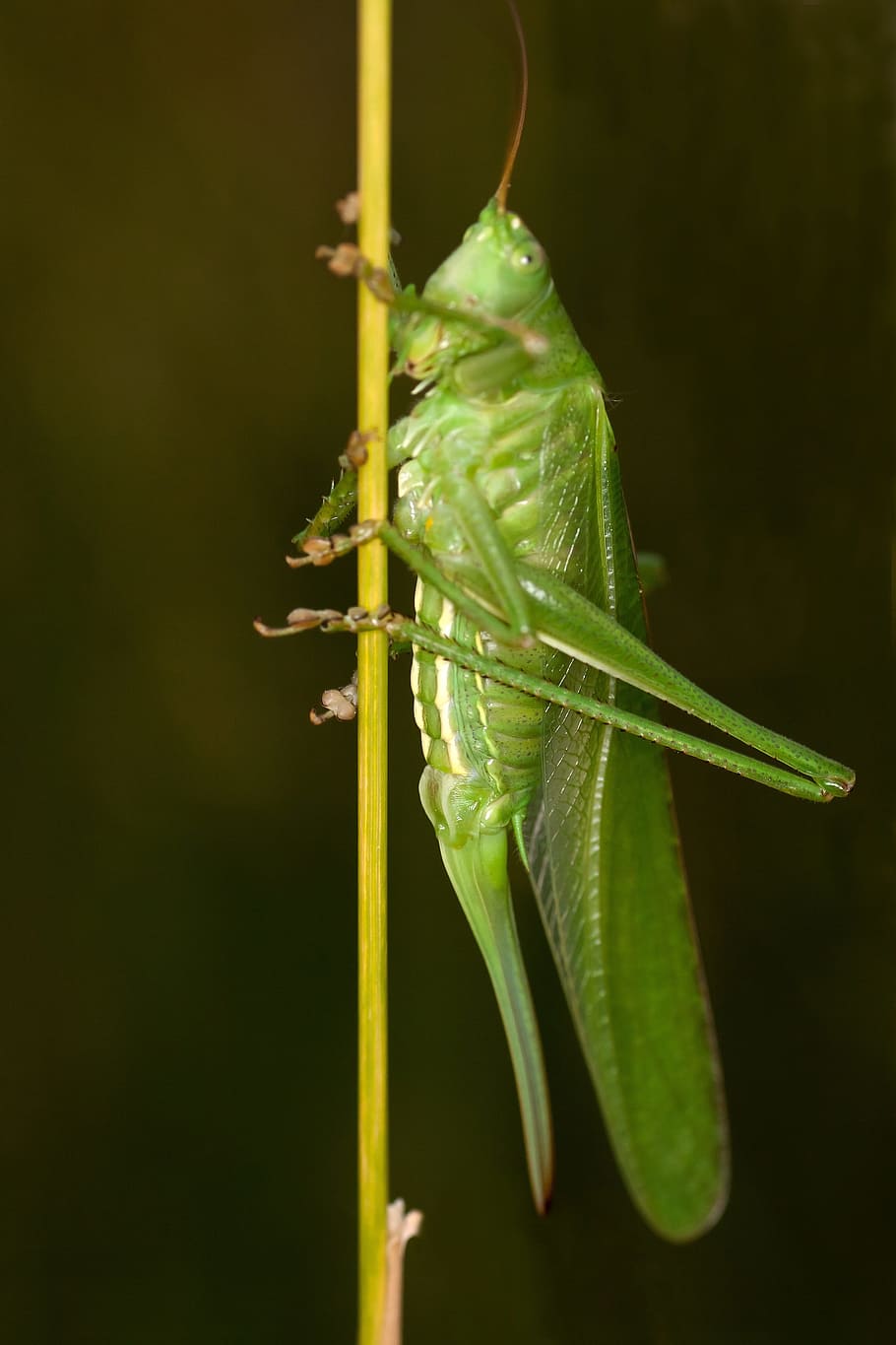 Insect, Grasshopper, Macro, Close, green color, no people, close-up HD wallpaper