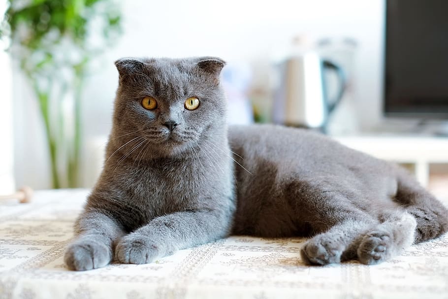 Cat, British Short, united kingdom shorthair, blue cat, cats, HD wallpaper