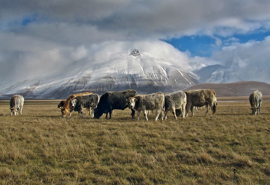 herd of cows eating grass, brown and white cow on green grass field HD wallpaper