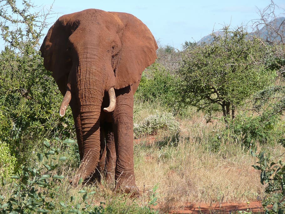 red, elephant, tsavo, kenya, animal, wildlife, big, mammal, HD wallpaper