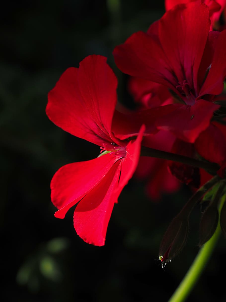 Hd Wallpaper Geranium Red Plant Flowers Colorful Garden Geranium Hang Geranium 5464