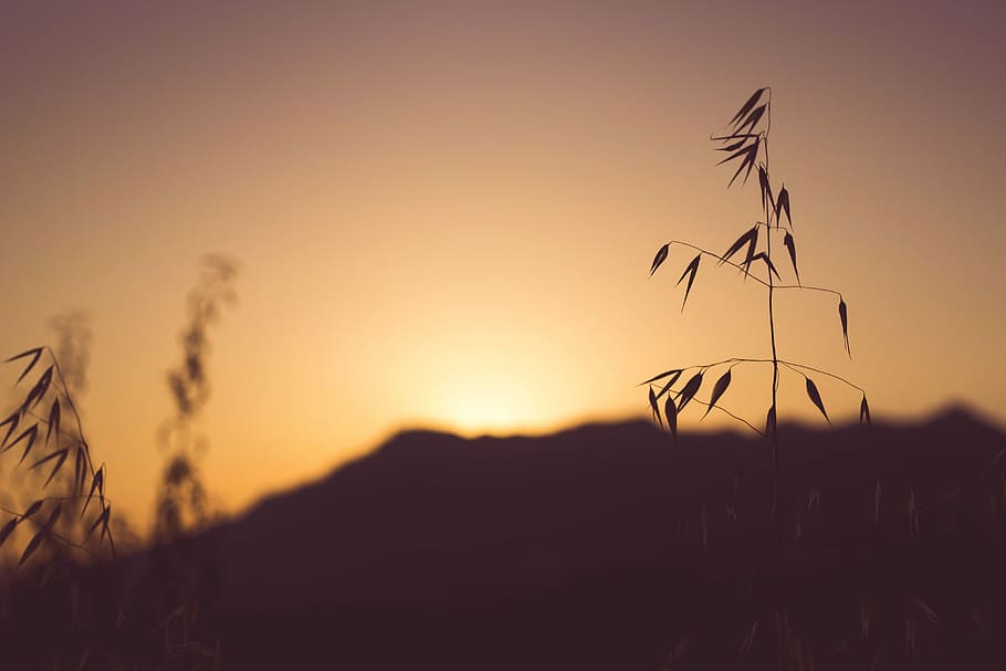selective focus photography of plant, silhouette of plant, sunrise HD wallpaper