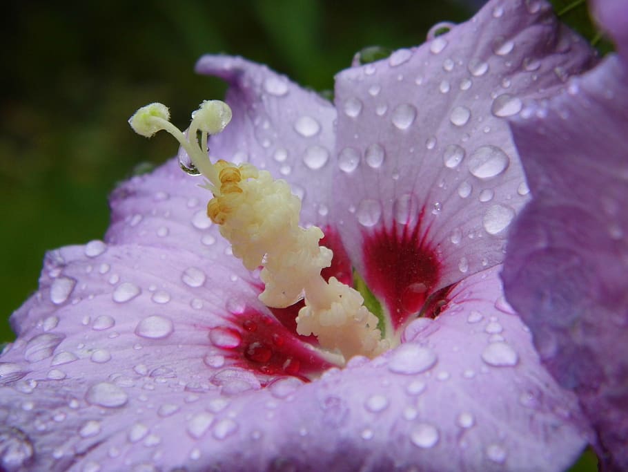 flower, nature, closeup, drop, water, flowering plant, wet HD wallpaper