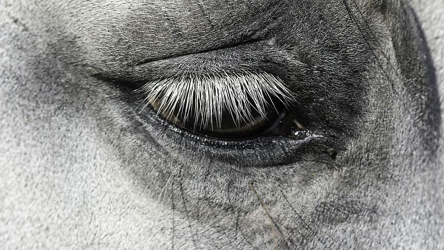 grayscale photo of animal eye, face, portrait, sight, nature HD wallpaper
