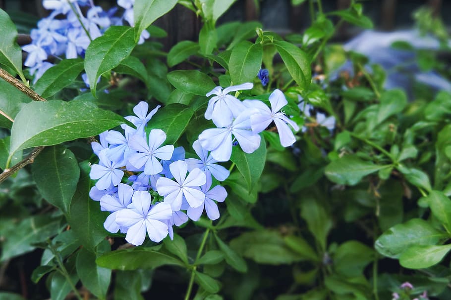 flower, purple, beautiful, flowering plant, freshness, plant part HD wallpaper