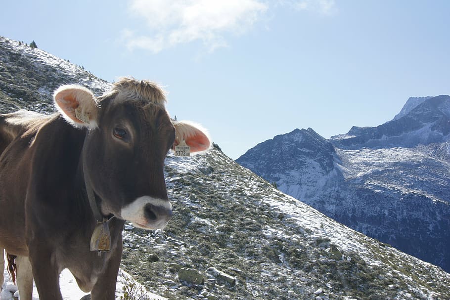 alpine, mountains, cow, cows, alm, cattle, landscape, austria HD wallpaper