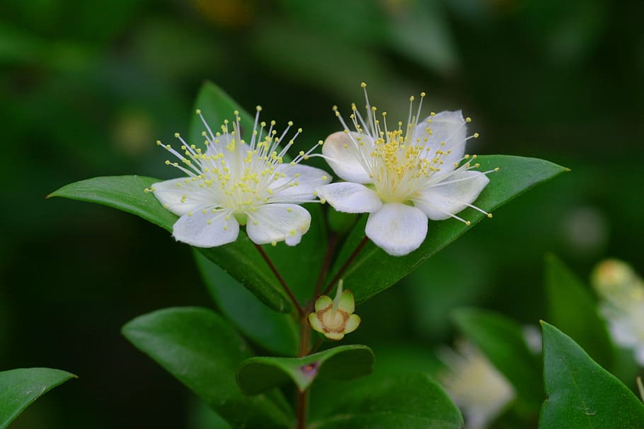 two white petaled flowers, Myrtle, Nature, white color, growth HD wallpaper