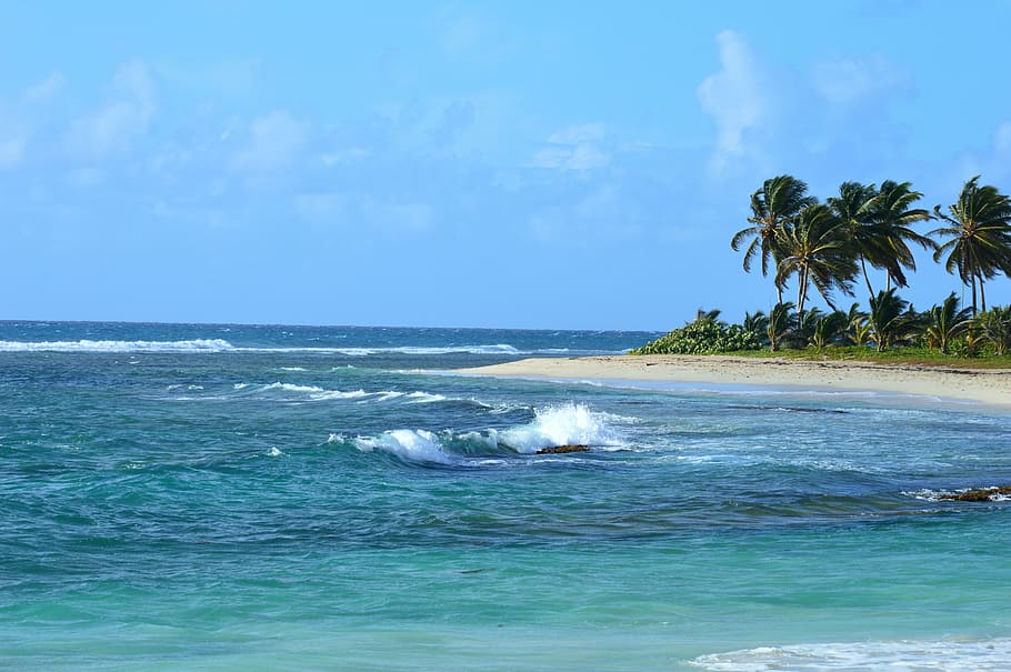 coconut palms near body of water, tradewinds, beach, ocean, guadeloupe