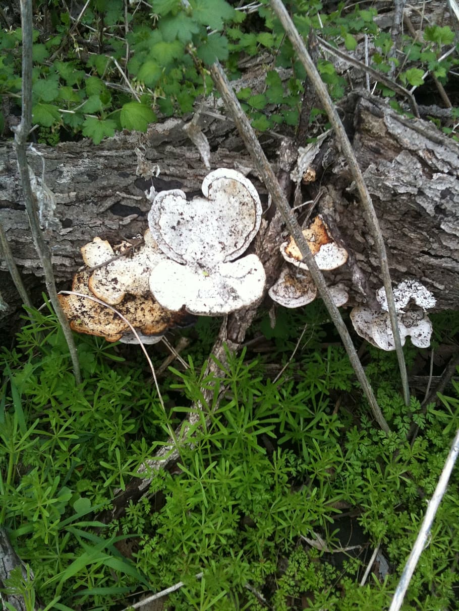 mushrooms, tree, bark, decayed, dead, old, fungus, fungii, nature HD wallpaper