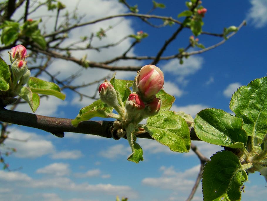 Apple Tree, Flower, Buds, Spring, flower buds, branch, fruit HD wallpaper