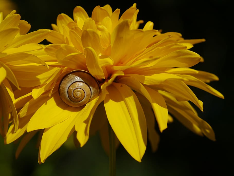 flower, snail, yellow, shell, garden, nature, close-up, macro HD wallpaper