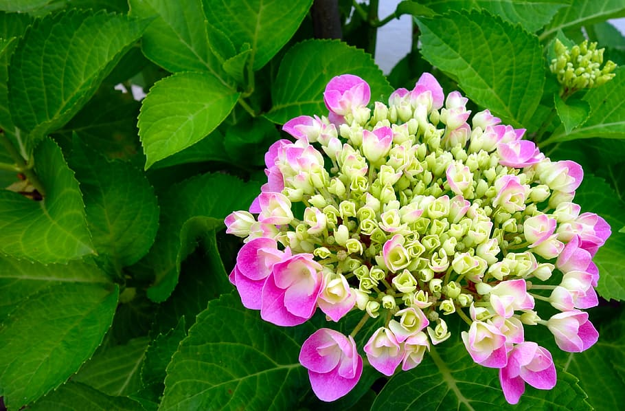 pink hydrangea flowers in close-up photography, blossom, bloom HD wallpaper