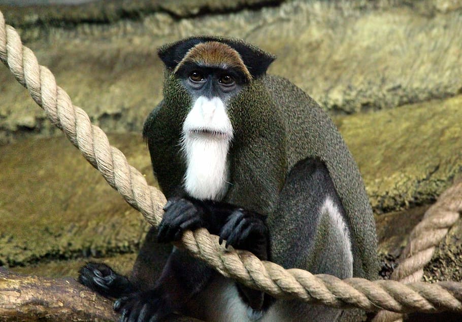 de brazza's monkey, marmoset, cercopithecus neglectus, primacy HD wallpaper