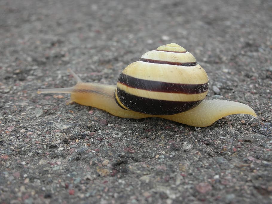 Snail, Shell, Reptile, Nature, slowly, animals, snail shell HD wallpaper