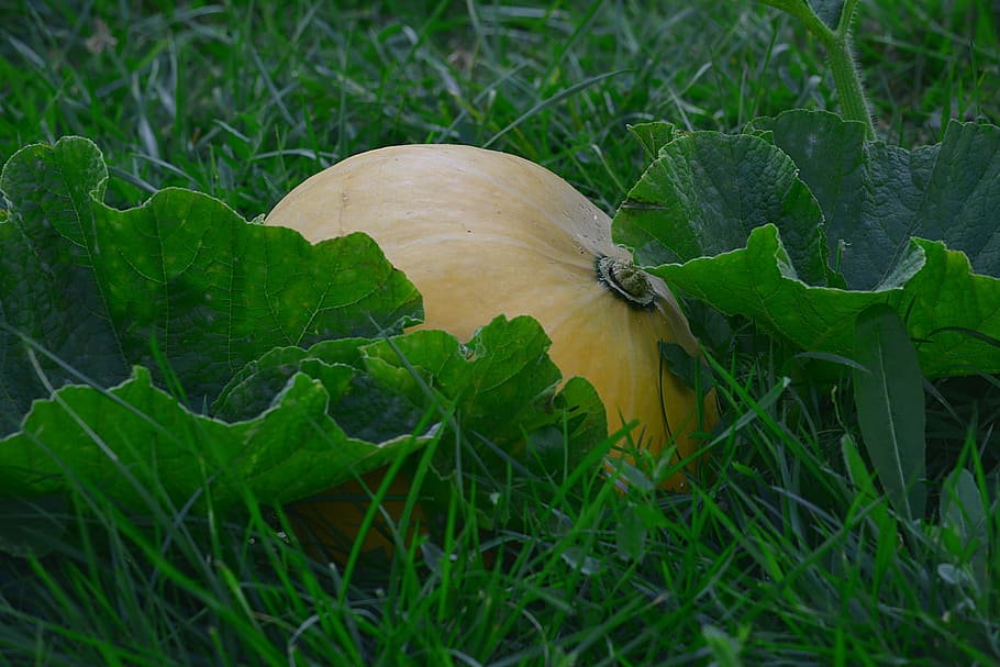 pumpkin, vegetable, garden, fall, power, nature, food, image HD wallpaper