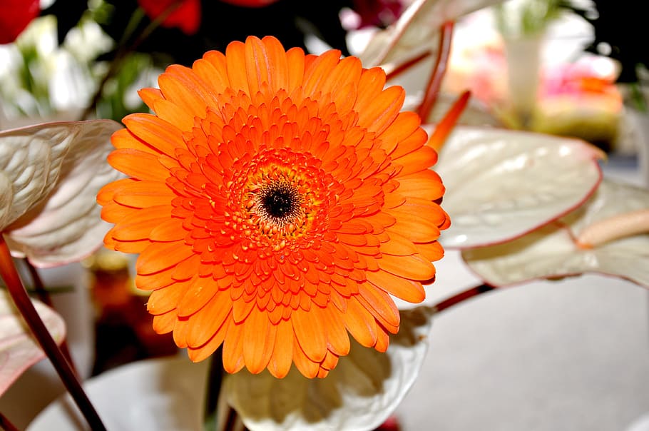 Gerbera, Flower, Yellow, gerbera Daisy, nature, petal, close-up HD wallpaper