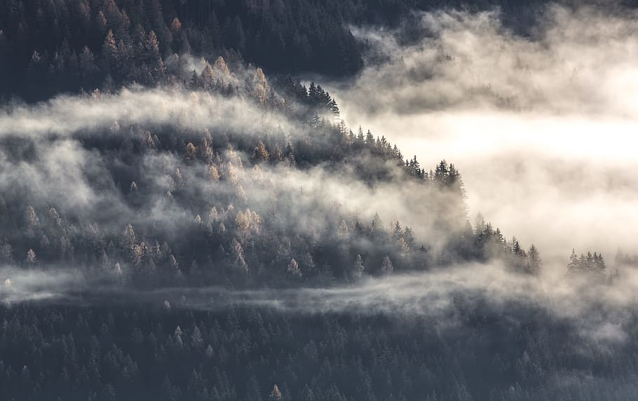 aerial view of misty forest, forest covered with fog, aerial photography HD wallpaper