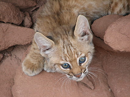 Hd Wallpaper Orange Cat In Between Rocks Baby Bobcat Portrait Lynx Wildlife Wallpaper Flare