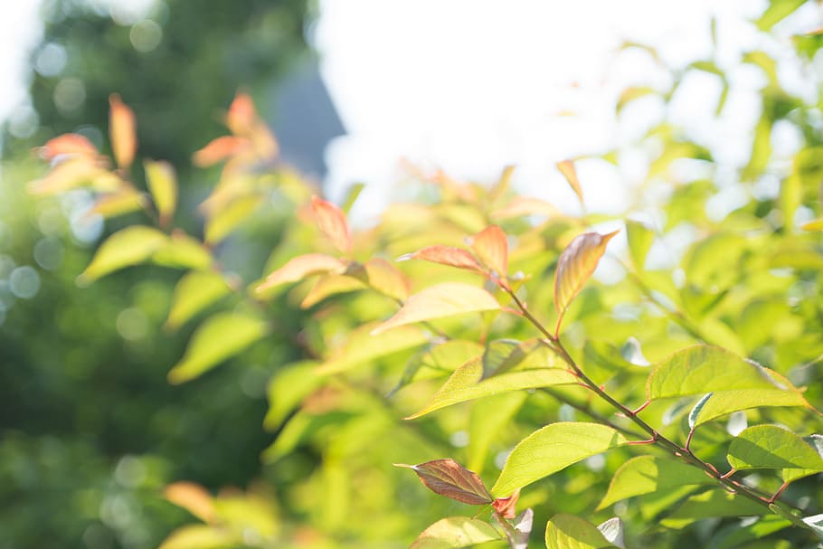 spring, green, green leaf, plant, plant part, growth, green color HD wallpaper