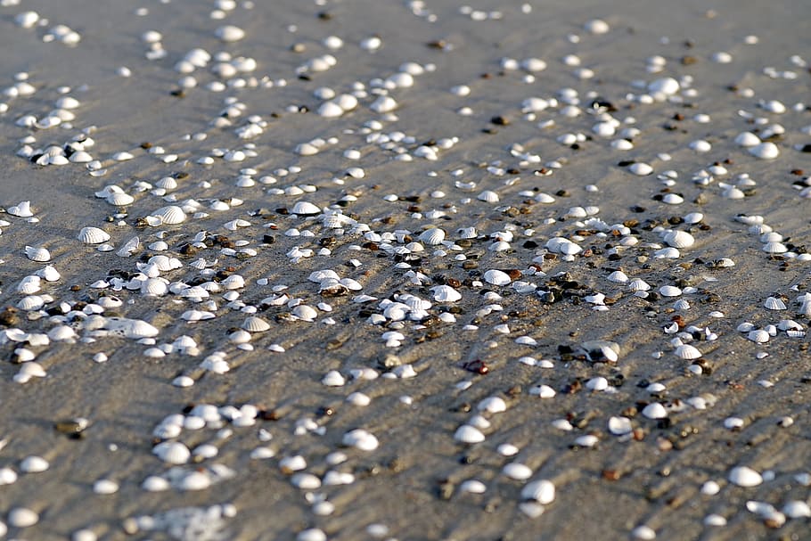 shells, beach, sea, seashell, sand, white shell, a lot of shells HD wallpaper
