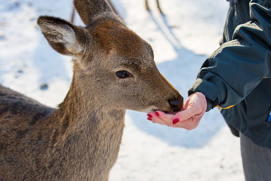 Feed, Food, Feeding, Foraging, Roe Deer, red deer, zoo, winter, HD wallpaper