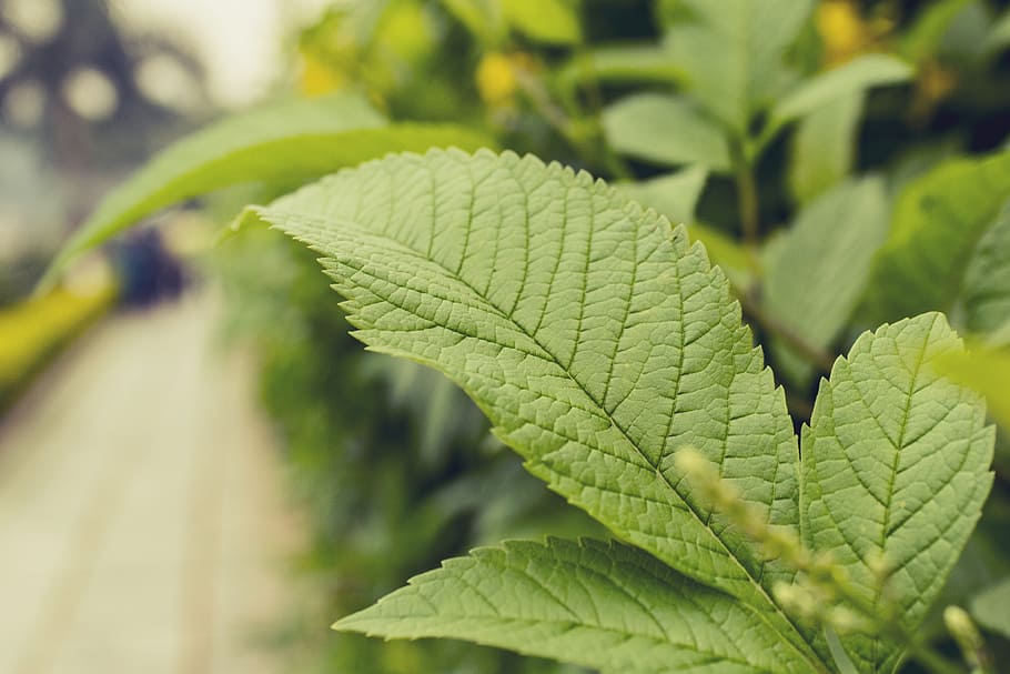 Nature, Plant, leaf, green leaf, green leaves, environment HD wallpaper