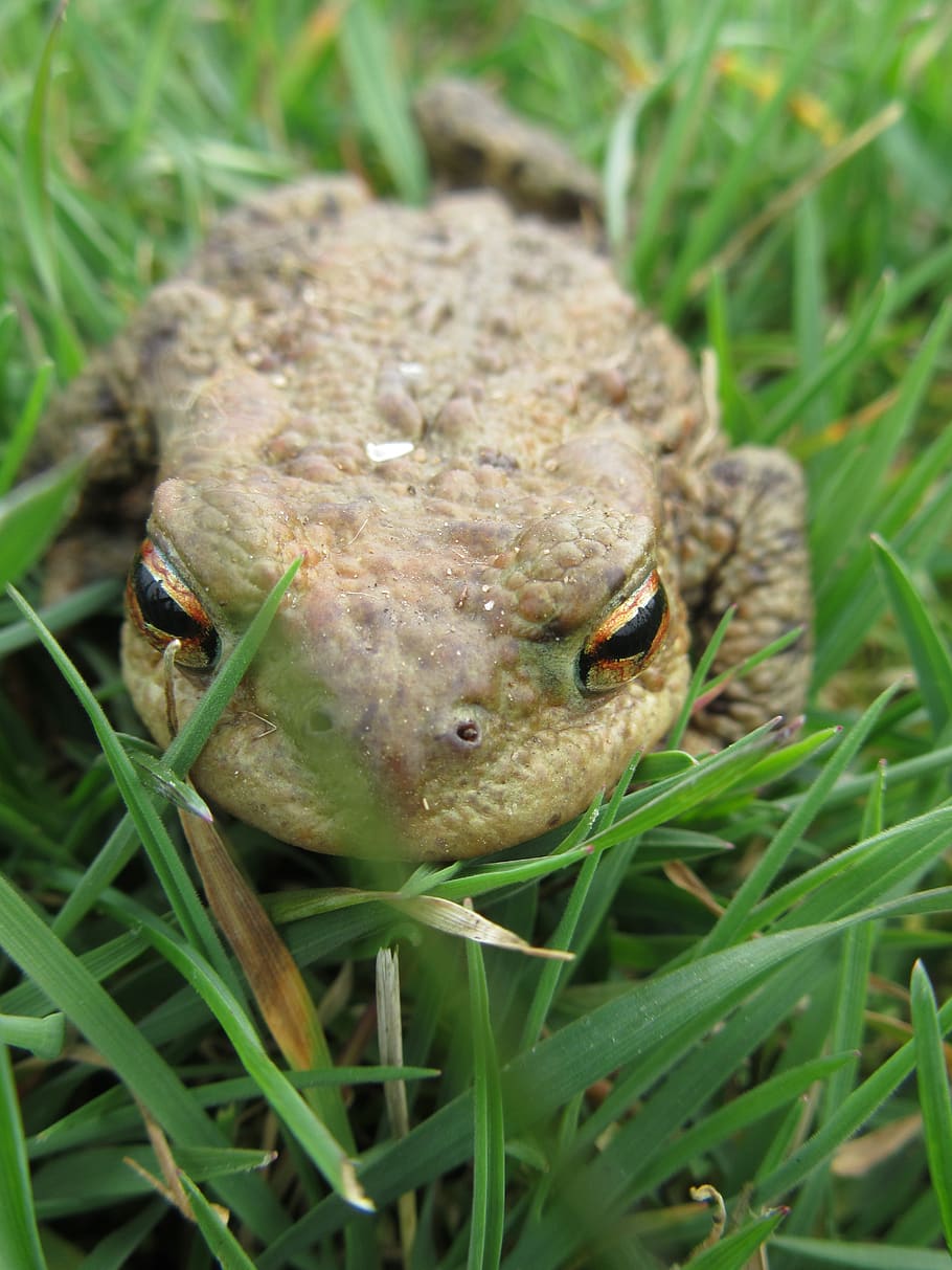 macro, amphibians, common toad, animal, animal themes, one animal HD wallpaper