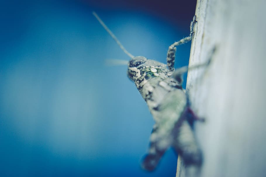cold, light, blur, science, close-up, cricket, daylight, focus HD wallpaper