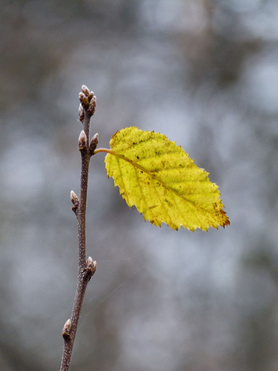 leaf, branch, tree, plant, autumn, yellow, frost, time of year HD wallpaper