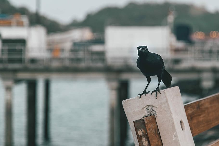 black bird on gray wooden post, black hawk on brown wooden railing selective focus photography HD wallpaper