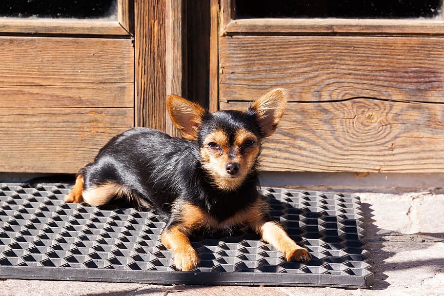 Chihuahua lying on door mat beside door during daytime, yorkshire terrier, HD wallpaper