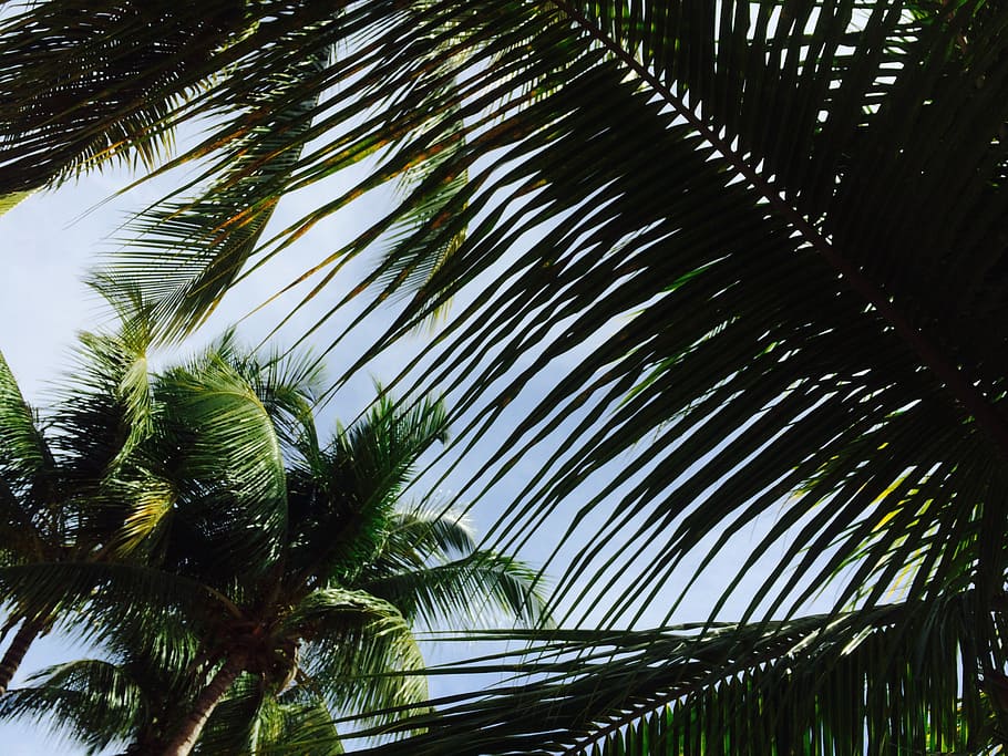 palm, tree, caribbean, palm tree, tropical climate, plant, growth HD wallpaper