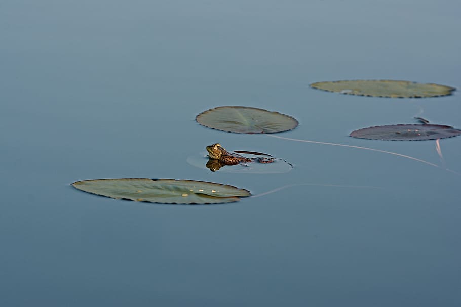 green Lily pods on body of water, frog near lily pads, nature, HD wallpaper