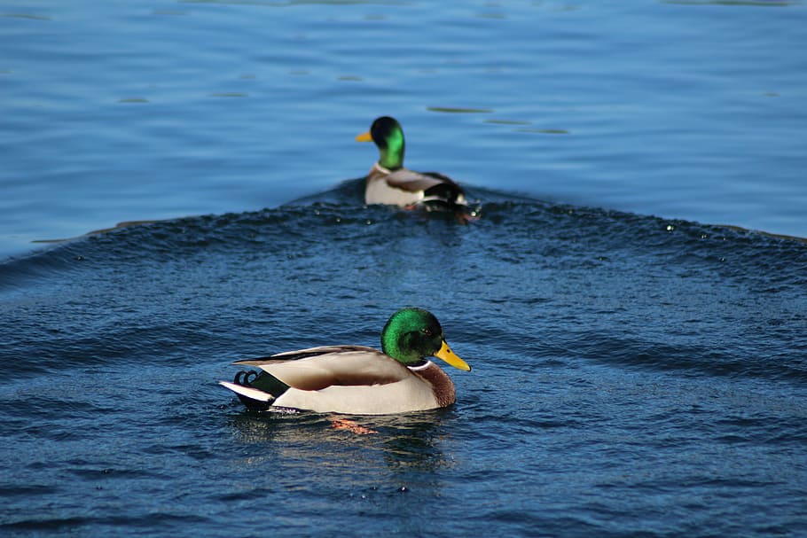 Duck, Bird, Nature, Animal, wild, wildlife, water, lake, animals in the wild HD wallpaper