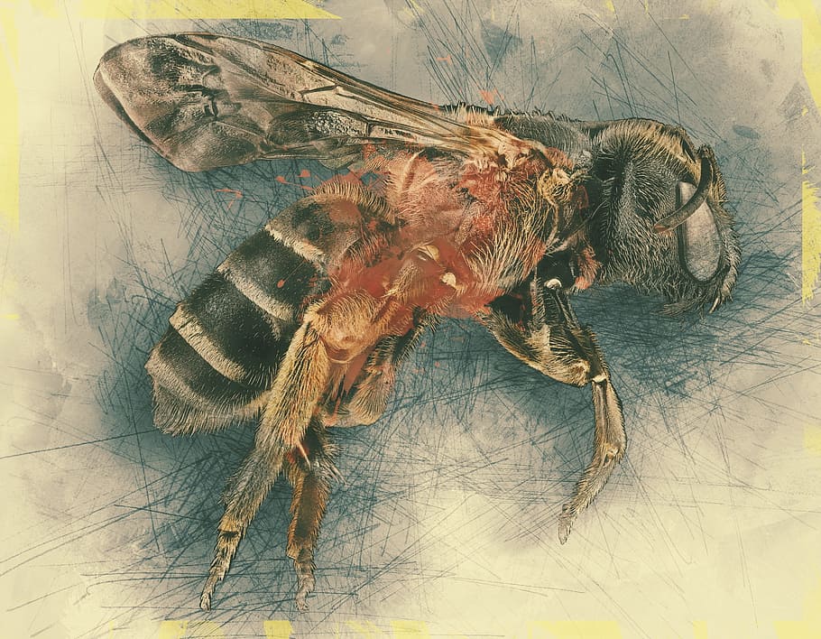 black bee painting, halictus, macro, pollinator, bug, insect HD wallpaper