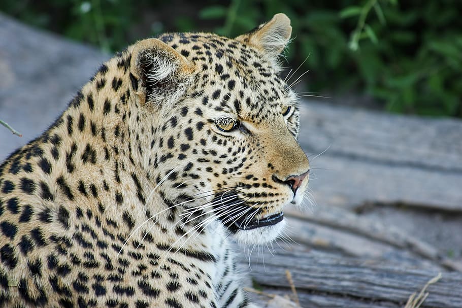 leopard photo, africa, botswana, wildcat, safari, big cat, nature, HD wallpaper