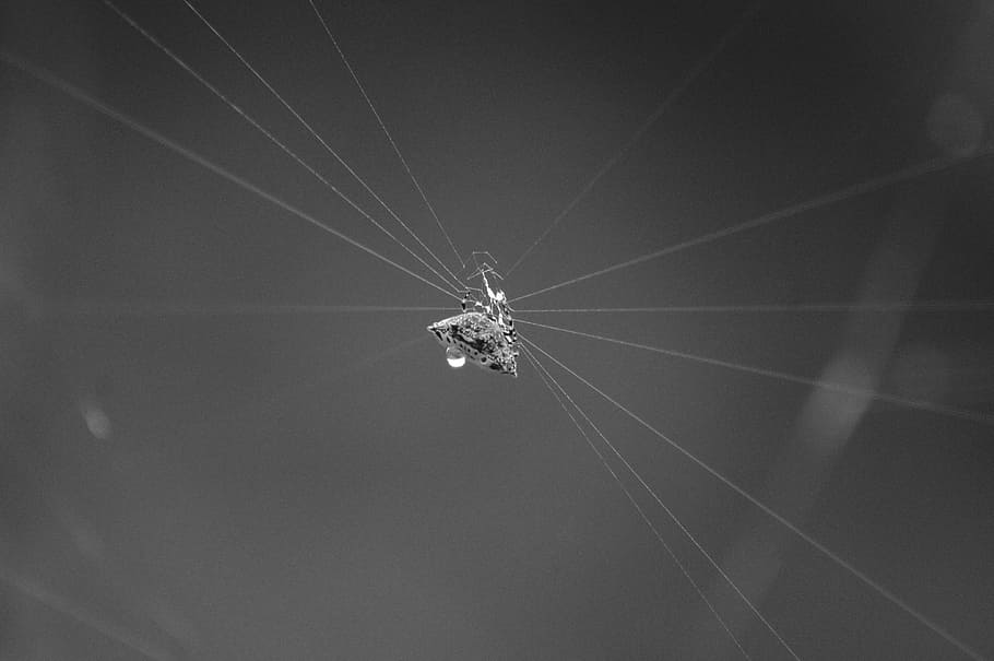 image, insect, spider, nature, arachnid, spider web, animal themes HD wallpaper