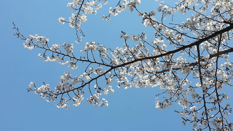 Cherry Blossom, Spring, Popcorn, Wood, nature, branch, beauty in nature HD wallpaper
