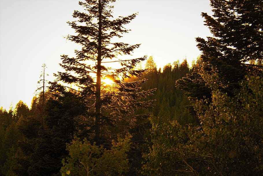 Tall Tree Between Yellow Leaf Trees during Golden Hour, conifers HD wallpaper