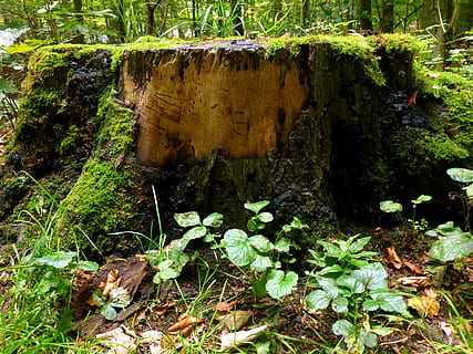 Tree Stump, Forest, Log, Wood, sawed off, old, fallen tree HD wallpaper
