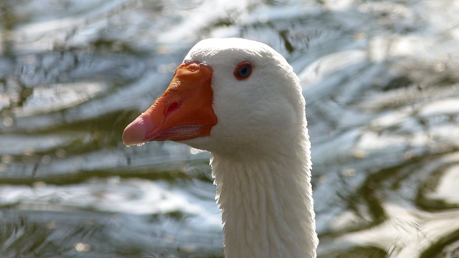 Goose, Head, Bird, Water, Nature, Close, animal, swan, lake HD wallpaper