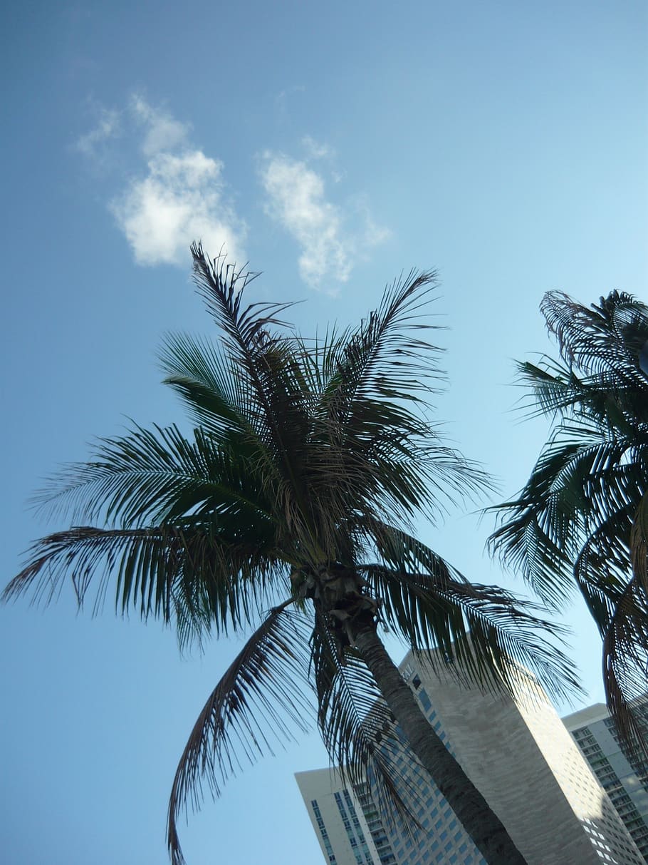 miami, palm, sky, palm tree, tropical climate, low angle view HD wallpaper