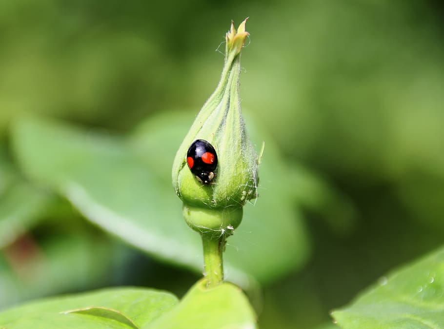 ladybug, black, nature, leaf, no, invertebrate, insect, animal themes HD wallpaper